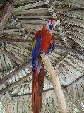 Guacamayo