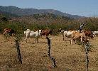 Fincas de Ganado Vacuno Comunes en la Region