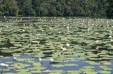 Navegando por Rio Dulce