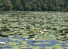 Navegando por Rio Dulce