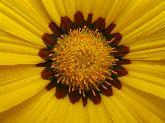 Corazón de Gerbera