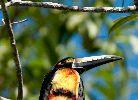 Tucanes del Lago Itza